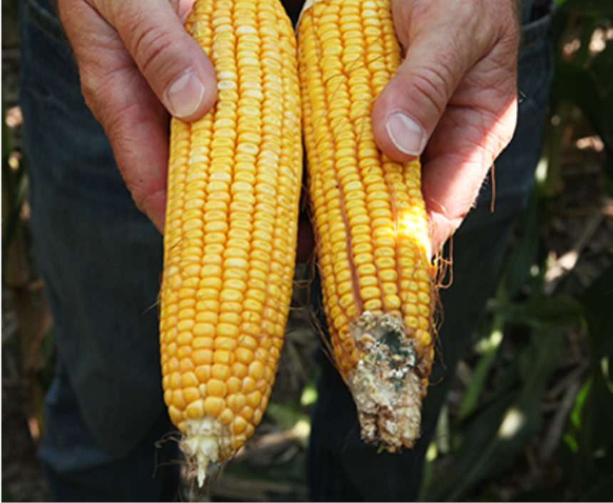 westbean-cutworm
