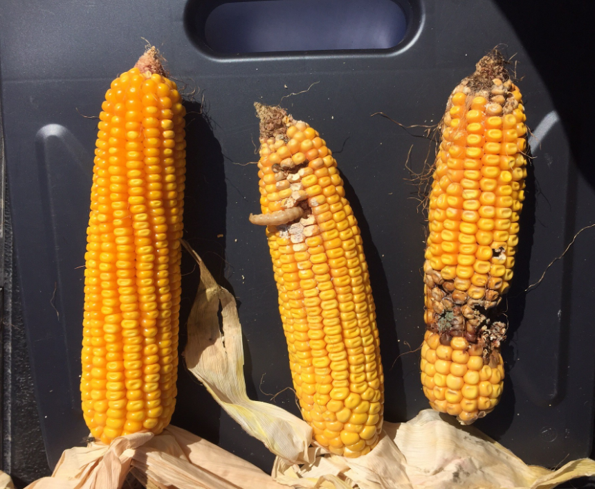 westbean-cutworm