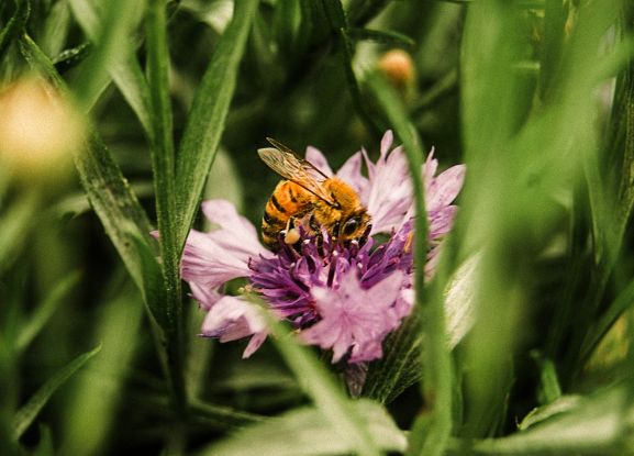 Bee pollinating a flower
