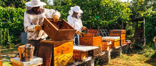 Bee Keepers