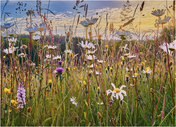 Floral Field