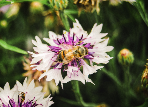 Bee pollinating flower