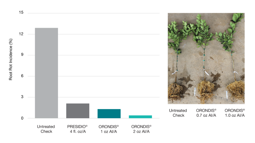 Bar chart showing the efficacy of Orondis fungicide in controlling root rot, compared to Presidio and untreated California citrus trees, next to a photo of an untreated tree compared to two different treatment doses of Orondis.