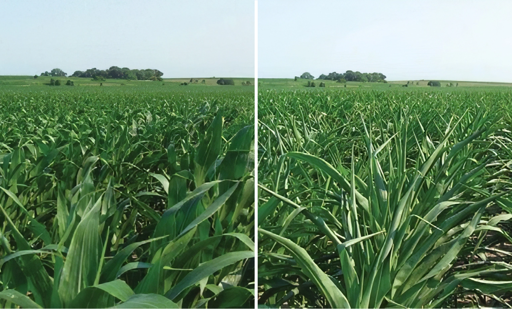 Durastak (left) vs Check (Non-traited Hybrid) (right) Carroll, Nebraska | 2024 Heavy Corn Rootworm Pressure
