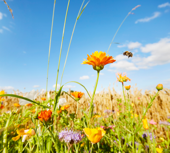 Bee flying towards flower