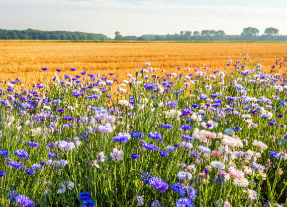 Floral Field