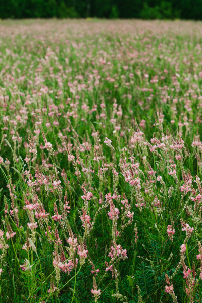Alfalfa