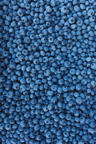 Blueberry