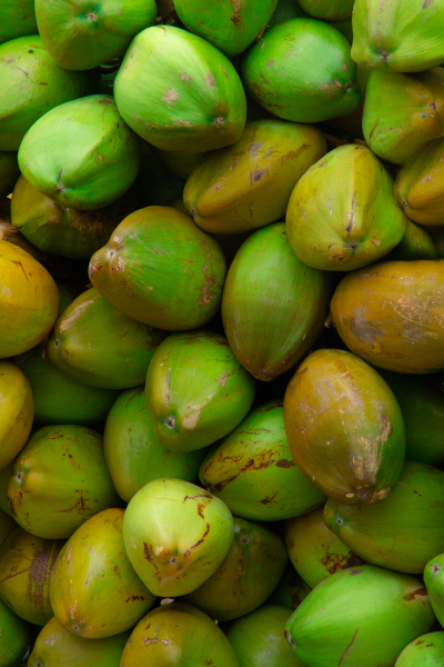 Coconut
