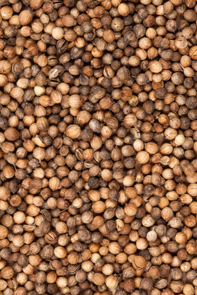 Coriander