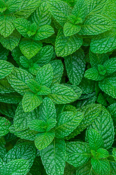 Peppermint