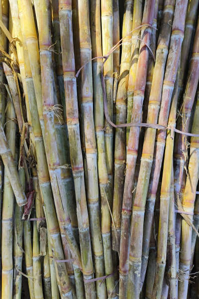 Sugarcane