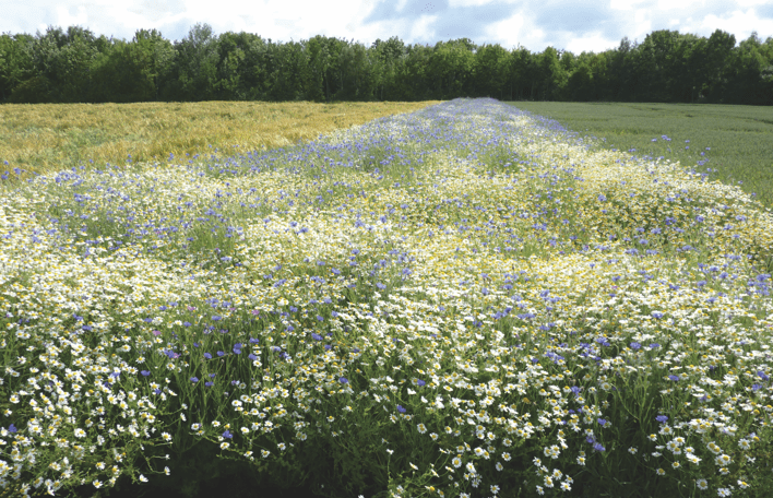 Floral field