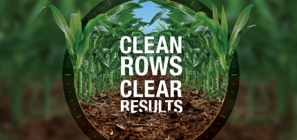 Clean Rows, Clear Results