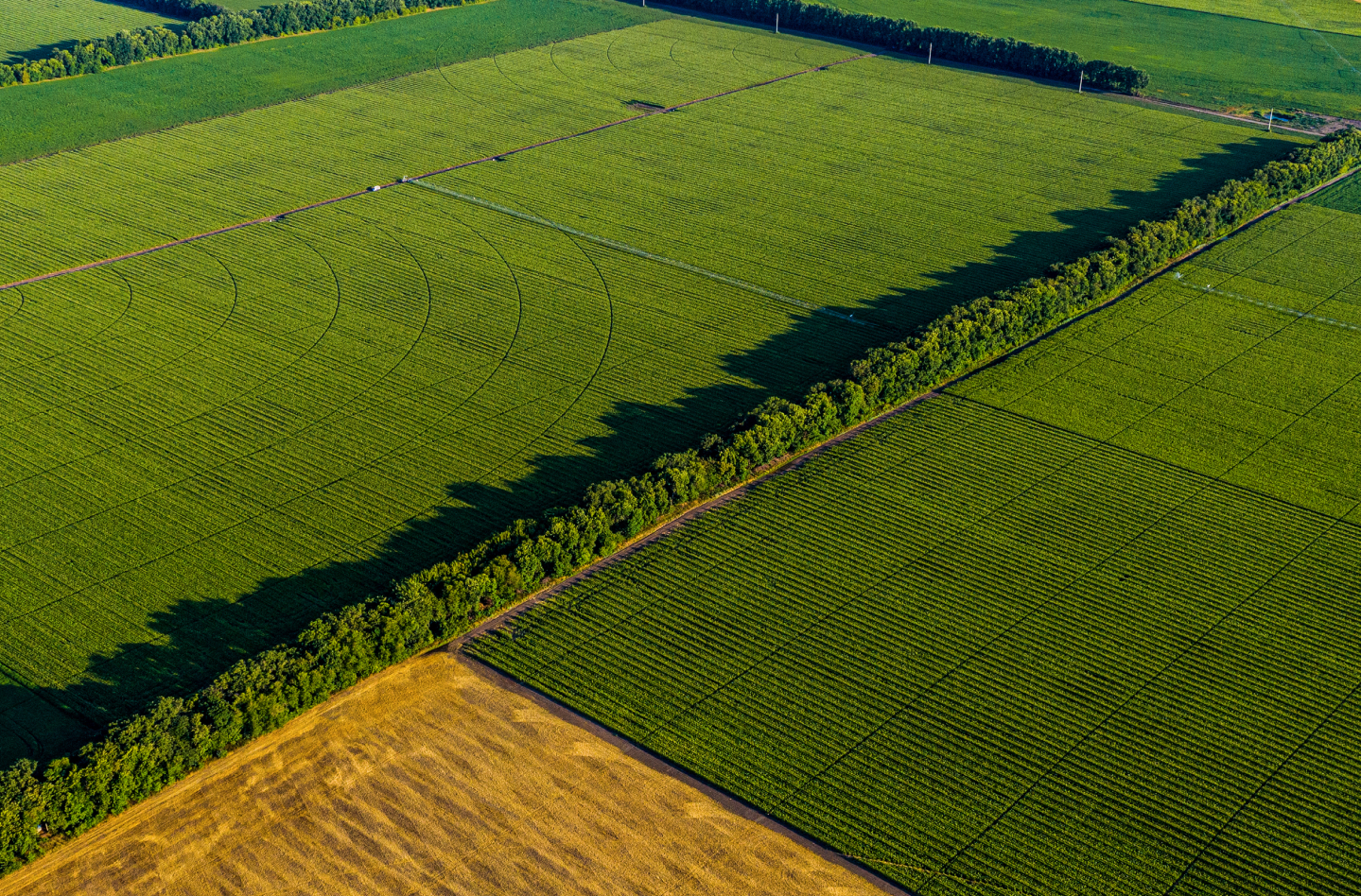 A field of greenery
