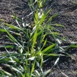 Healthy wheat emerges in clean rows