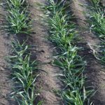 Healthy cereal crops emerging in clean rows