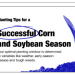 An illustration of emerging corn overlays images of seedlings and harvesters