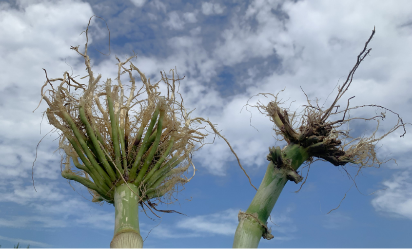 Durastak (left) vs Check (Non-traited Hybrid) (right) Carroll, Nebraska | 2024 Heavy Corn Rootworm Pressure