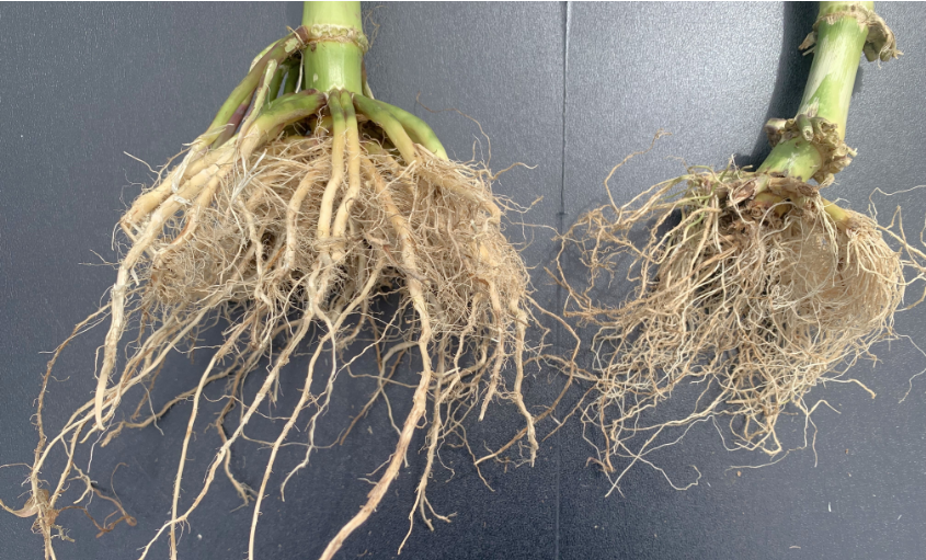 Durastak (left) vs Check (Non-traited Hybrid) (right) Carroll, Nebraska | 2024 Heavy Corn Rootworm Pressure