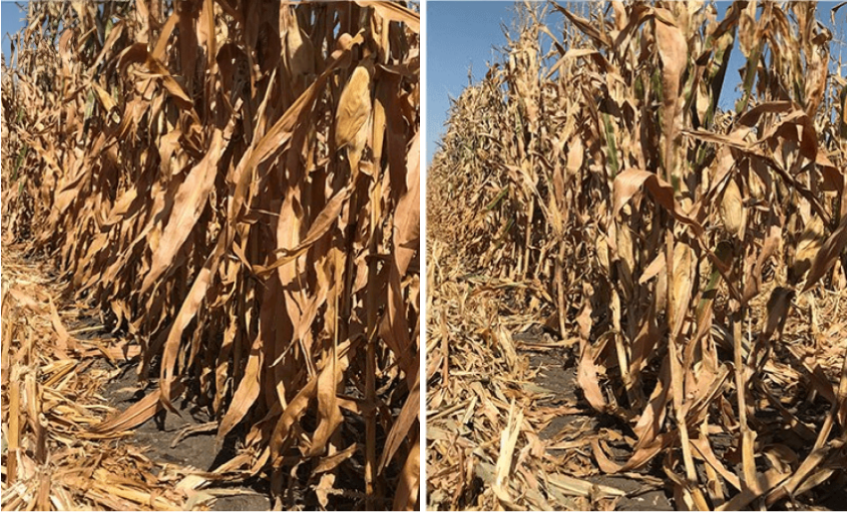 DuracadeViptera (left) vs. Check (Non-traited Hybrid) (right) Slater, Iowa | 2024 Heavy Corn Rootworm Pressure