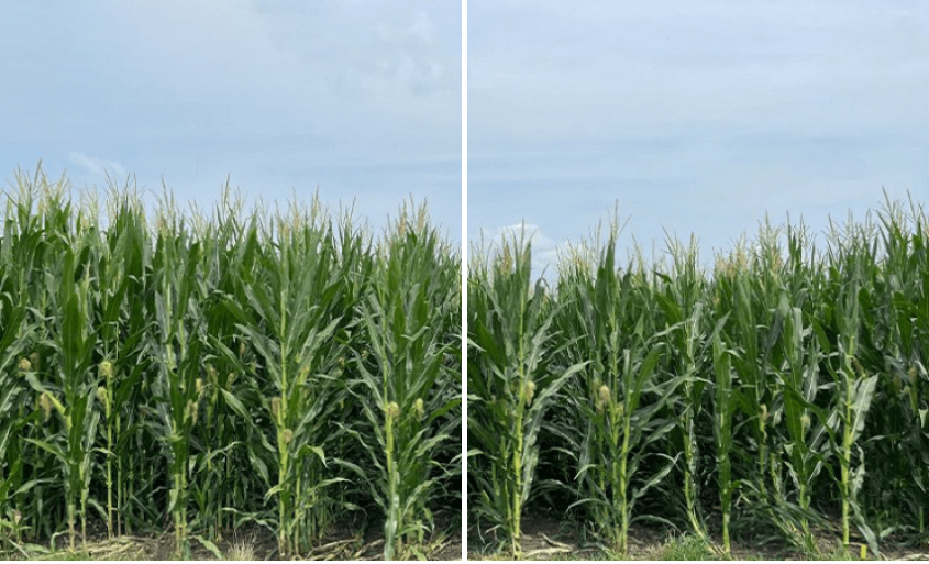 Duracade (left) vs. Check (Non-traited Hybrid) (right) Slater, Iowa | 2024 Heavy Corn Rootworm Pressure