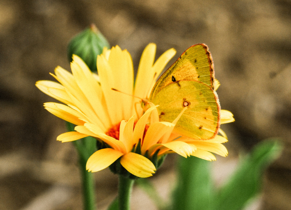 Yellow butterfly on flower