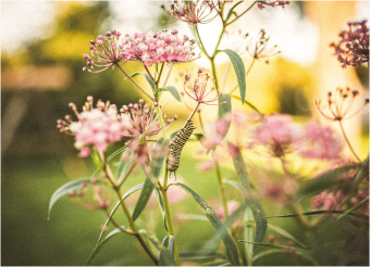 Butterfly on flower